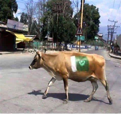 Pakistan bayraklı inek